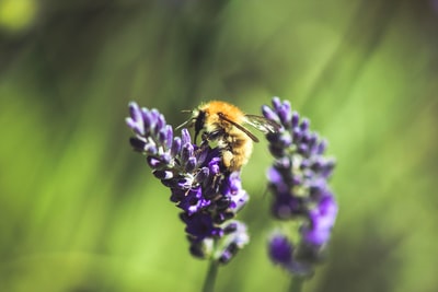 蜜蜂栖息在薰衣草上的选择性聚焦摄影